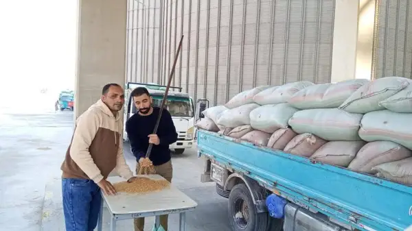 محصول القمح في المنيا: استقبال 16630 طنًا ضمن موسم حصاد 2025