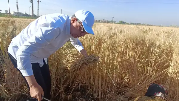 في مشهد داعم للفلاحين.. محافظ المنيا يحصد القمح بنفسه باستخدام المحش